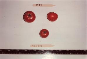 Click for 1 image(s) for this accession. FRUIT